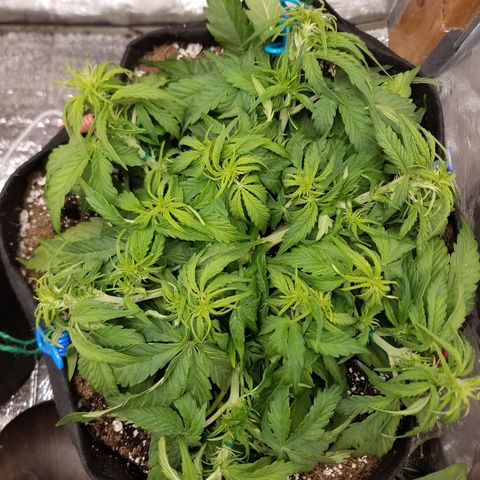 Six Shooter  growlog timeline photo
