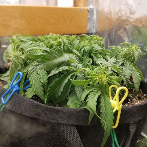 Six Shooter  growlog timeline photo