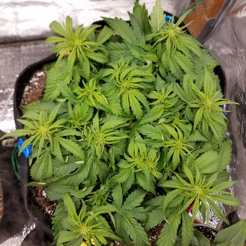 Six Shooter  growlog timeline photo