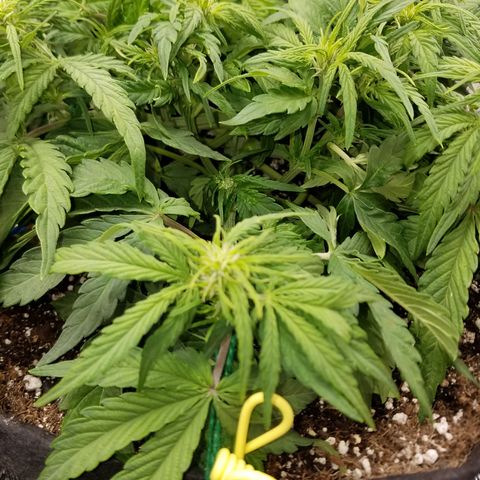 Six Shooter  growlog timeline photo