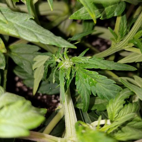 Six Shooter  growlog timeline photo