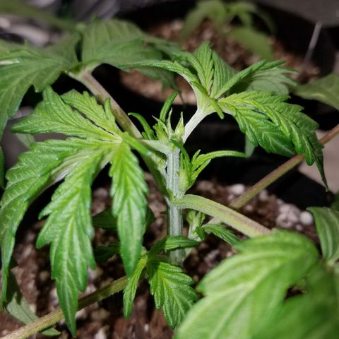 Green Crack  growlog timeline photo