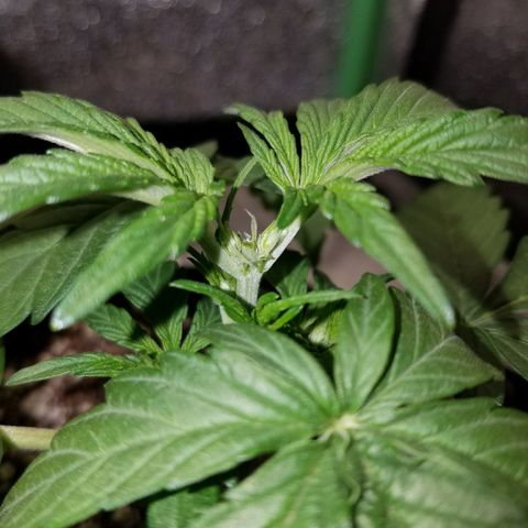Loco Mota growlog timeline photo