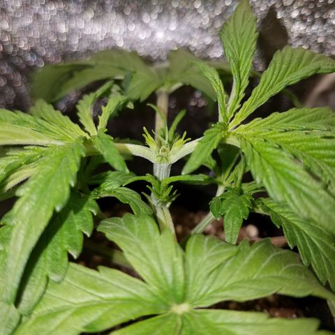 Strawberry Sprinkles growlog timeline photo