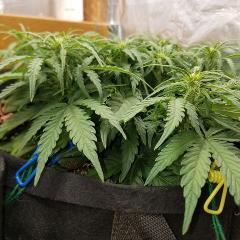 Six Shooter  growlog timeline photo