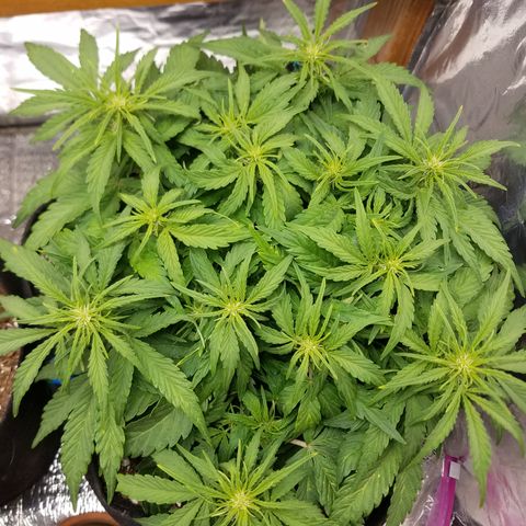 Six Shooter  growlog timeline photo