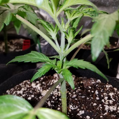 Green Crack  growlog timeline photo