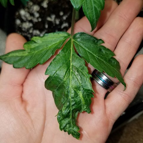 Green Crack  growlog timeline photo