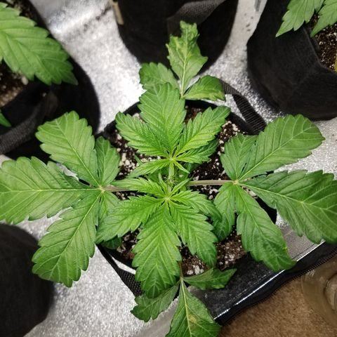 Green Crack  growlog timeline photo