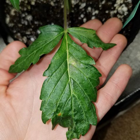 Green Crack  growlog timeline photo
