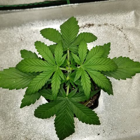 Loco Mota growlog timeline photo