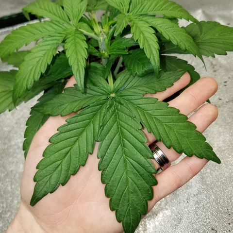 Loco Mota growlog timeline photo