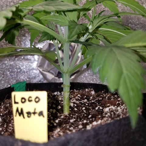 Loco Mota growlog timeline photo