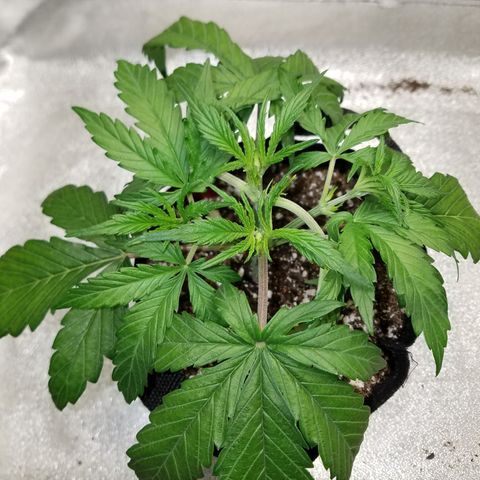 Strawberry Sprinkles growlog photo: Tucked the leaves