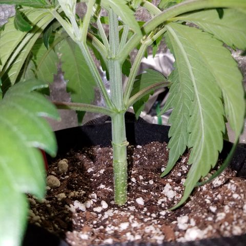 Strawberry Sprinkles growlog photo: Tucked the leaves