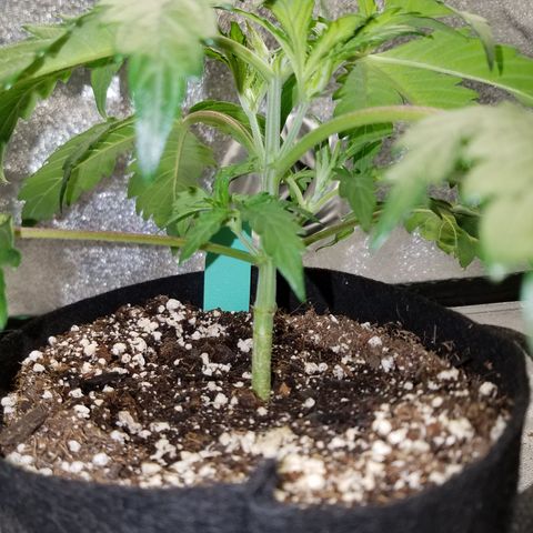 Green Crack  growlog timeline photo