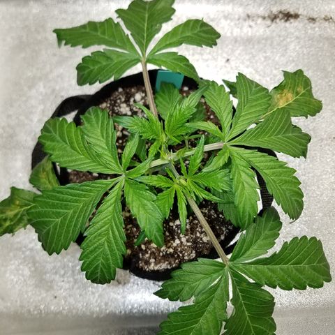 Green Crack  growlog timeline photo