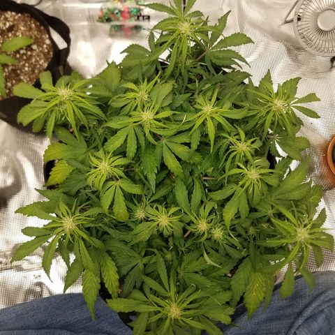 Six Shooter  growlog photo: Defoliation 