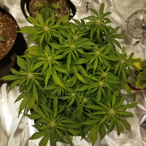 Six Shooter  growlog timeline photo