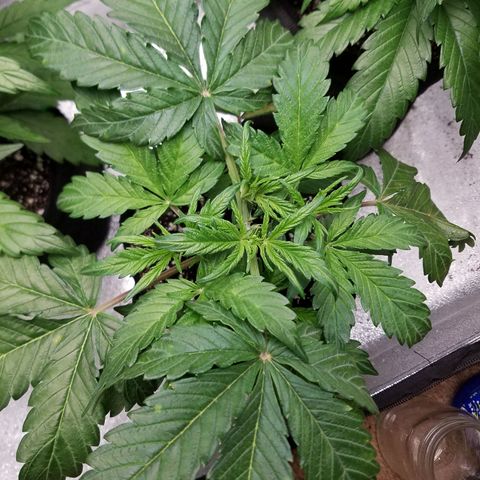 Green Crack  growlog timeline photo