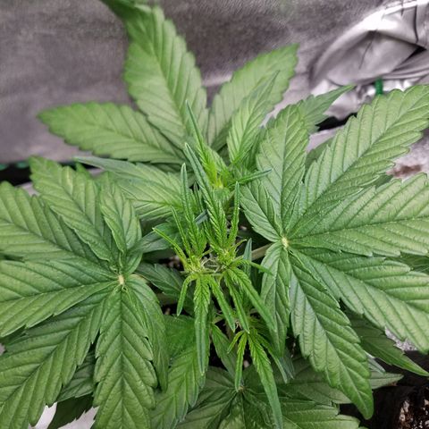 Loco Mota growlog timeline photo