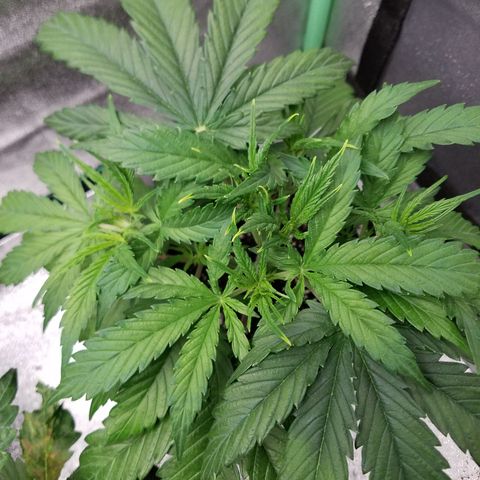 Strawberry Sprinkles growlog timeline photo
