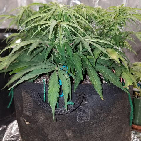 Six Shooter  growlog timeline photo
