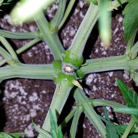 Six Shooter  growlog timeline photo