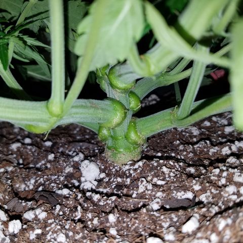 Six Shooter  growlog timeline photo