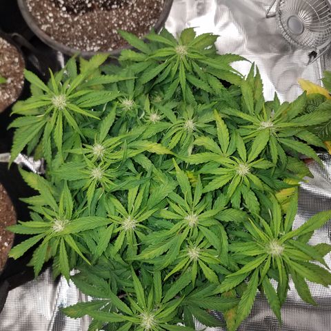 Six Shooter  growlog timeline photo
