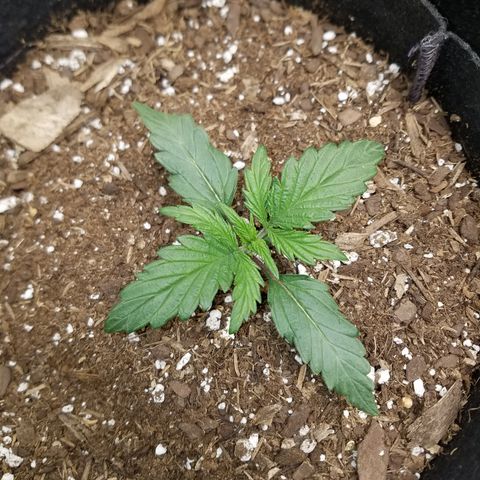 Test #58 growlog timeline photo