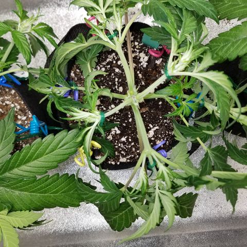 Green Crack  growlog timeline photo