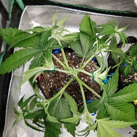 Loco Mota growlog timeline photo