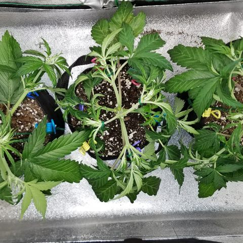 Strawberry Sprinkles growlog timeline photo