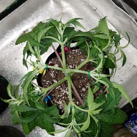 Strawberry Sprinkles growlog timeline photo