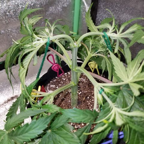 Strawberry Sprinkles growlog timeline photo