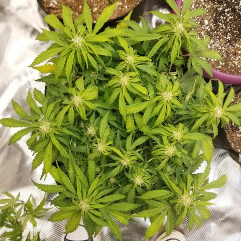 Six Shooter  growlog timeline photo