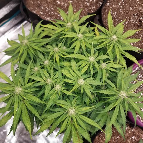 Six Shooter  growlog timeline photo