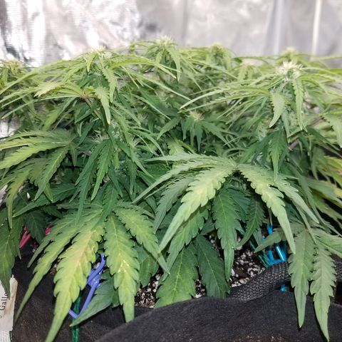 Six Shooter  growlog timeline photo