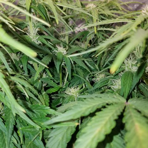 Six Shooter  growlog timeline photo