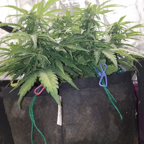 Six Shooter  growlog timeline photo