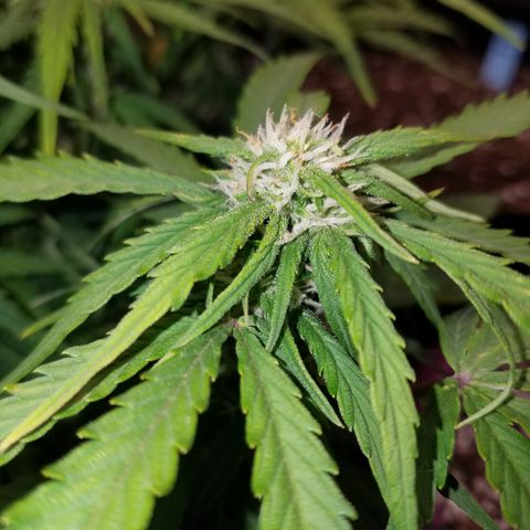 Six Shooter  growlog timeline photo