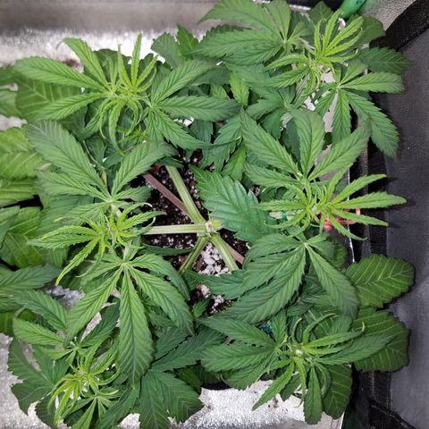 Strawberry Sprinkles growlog timeline photo