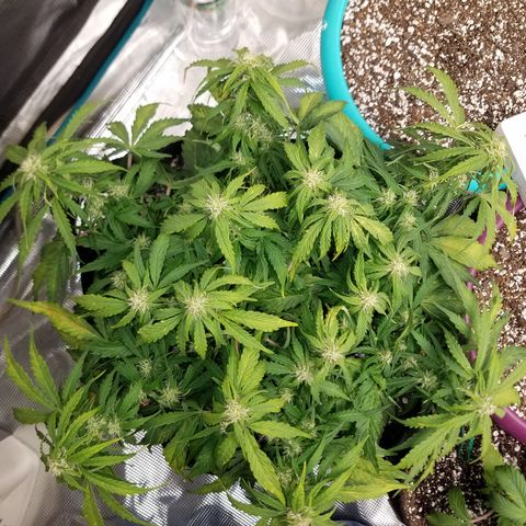 Six Shooter  growlog timeline photo