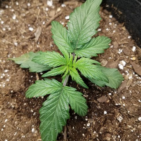 Test #58 growlog timeline photo