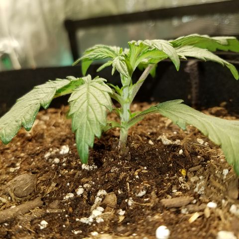 Test #58 growlog timeline photo