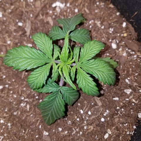 Test #58 growlog timeline photo