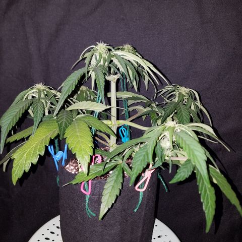 Loco Mota growlog timeline photo