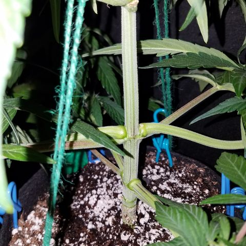 Loco Mota growlog timeline photo
