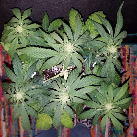 Loco Mota growlog timeline photo